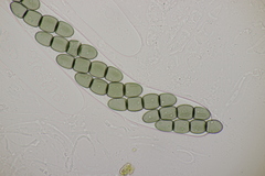 Sporormiella intermedia