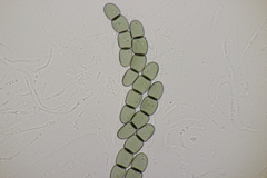 Sporormiella intermedia