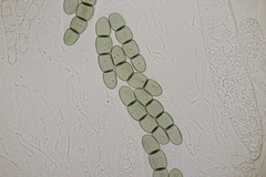 Sporormiella intermedia