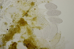 Thelebolus dubius lagopi