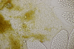 Thelebolus dubius lagopi