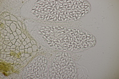 Thelebolus dubius lagopi