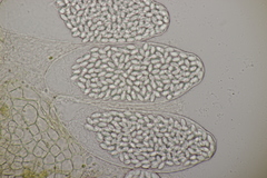 Thelebolus dubius lagopi