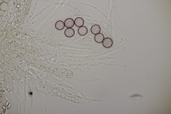 Ascobolus brassicae