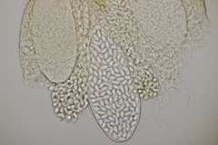 Thelebolus dubius lagopi