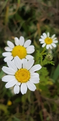 Anthemis pseudocotula