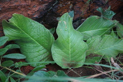 Streptocarpus vandeleurii