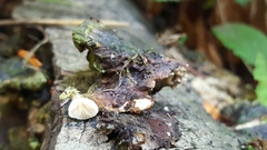 Entoloma parasiticum