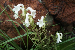 Streptocarpus vandeleurii
