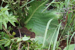 Streptocarpus vandeleurii