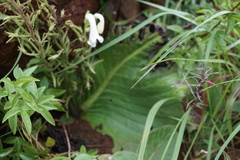 Streptocarpus vandeleurii