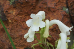 Streptocarpus vandeleurii