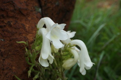 Streptocarpus vandeleurii