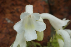 Streptocarpus vandeleurii