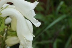 Streptocarpus vandeleurii