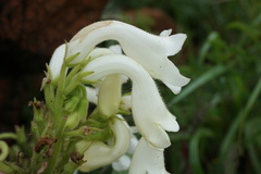 Streptocarpus vandeleurii