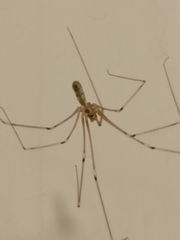 Pholcus phalangioides