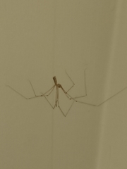 Pholcus phalangioides