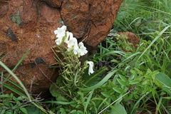 Streptocarpus vandeleurii