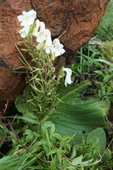 Streptocarpus vandeleurii