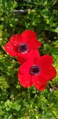 Anemone coronaria