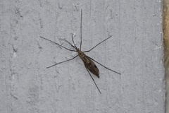 Cramptonomyia spenceri