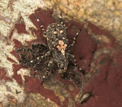 Sphinctotropis paviei