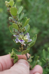 Psoralea polysticta