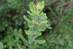 Psoralea polysticta