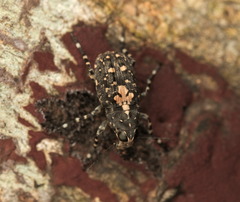 Sphinctotropis paviei