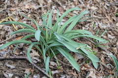Galanthus alpinus