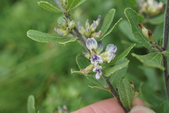Psoralea polysticta