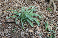 Galanthus alpinus
