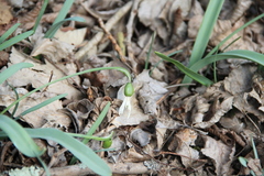 Galanthus alpinus