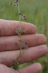 Aspidoglossum interruptum