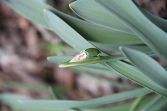 Galanthus alpinus