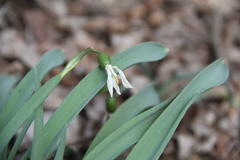 Galanthus alpinus