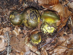 Cortinarius atrovirens