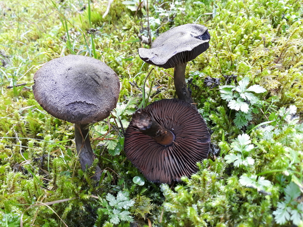 Cortinarius hercynicus