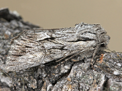 Fishia yosemitae