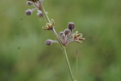 Aspidoglossum interruptum