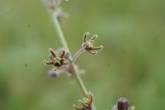 Aspidoglossum interruptum