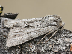 Fishia yosemitae