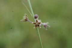 Aspidoglossum interruptum