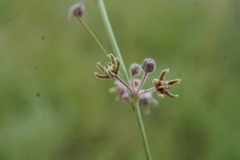 Aspidoglossum interruptum