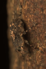 Sphinctotropis paviei