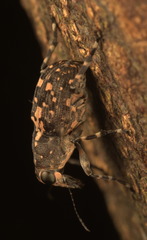 Sphinctotropis paviei