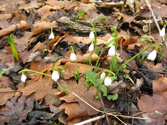 Galanthus angustifolius