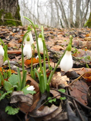 Galanthus angustifolius