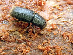 Hylurgus ligniperda
